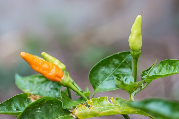 Gros plan des poivrons rouges et verts poussant dans le jardin