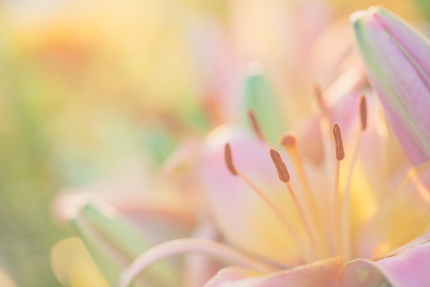 Gros plan de pollen de fleur rose