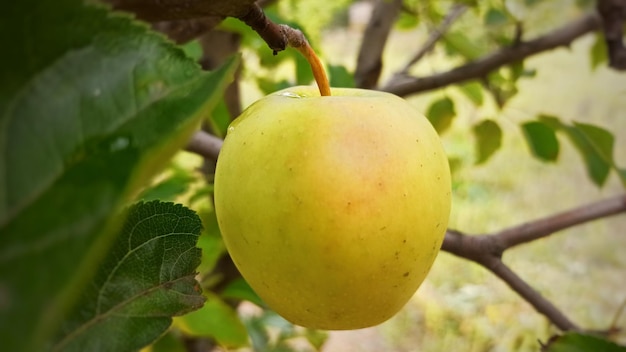 Gros plan d'une pomme verte sur un arbre fruitier