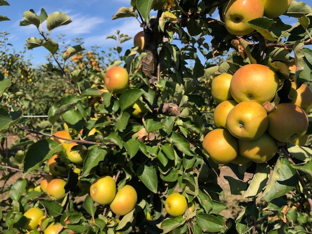 Gros plan de pommes sur un arbre