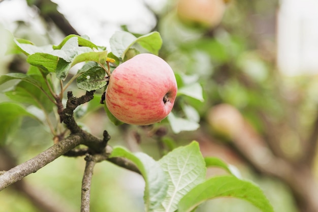 Gros plan de pommes rouges fraîches mûres sur une branche de pommier dans le jardin