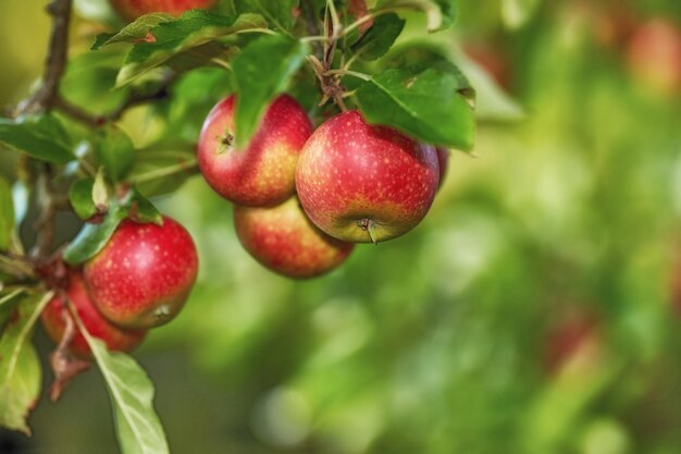 Gros plan de pommes rouges mûres sur un arbre avec espace de copie Fruits sains biologiques poussant sur une branche d'arbre dans un verger sur une ferme durable Détails de la nutrition mûrie produits frais prêts pour la récolte