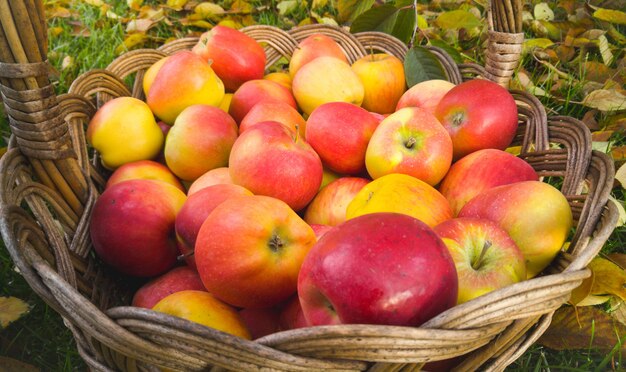 Gros plan des pommes rouges mûres dans un panier en osier au jardin