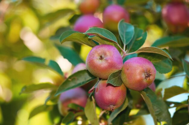 Gros plan de pommes rouges mûres suspendues à une branche de pommier dans une ferme de verger avec bokeh Détail texturé de fruits frais prêts à être cueillis et récoltés Collation saine en pleine croissance sur des terres éloignées