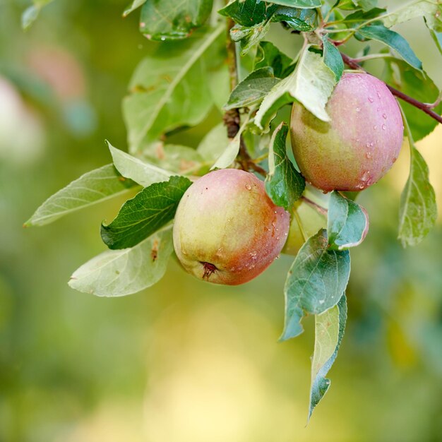 Gros plan de pommes rouges mûrissant sur une branche de tige de pommier sur une ferme de verger dans une campagne éloignée avec bokeh Cultiver des fruits frais et sains pour la nutrition et les vitamines dans une ferme durable