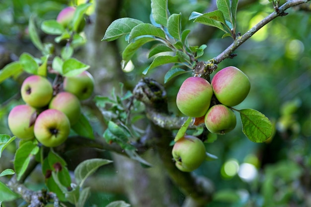 Gros plan sur les pommes suspendues à l'arbre