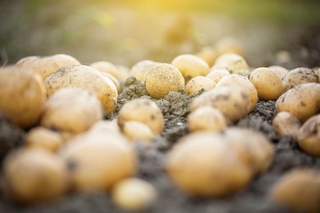 Gros plan de pommes de terre biologiques fraîches dans le concept d'agriculture de terrain