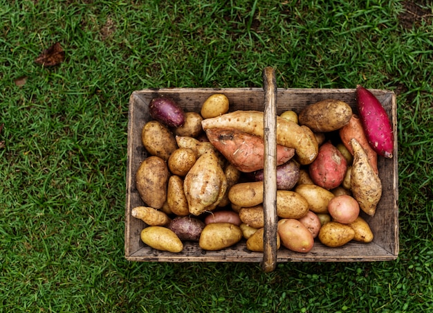Gros plan de pommes de terre biologiques fraîches dans un panier en bois