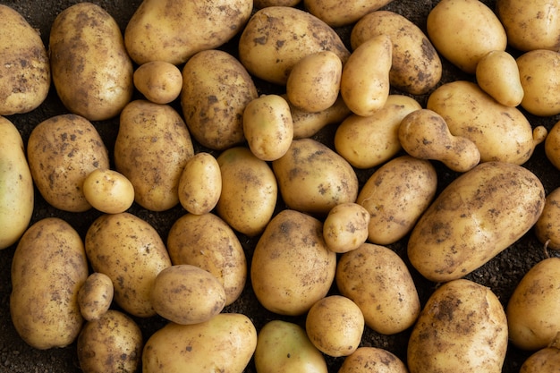 Gros plan de pommes de terre fraîches crues