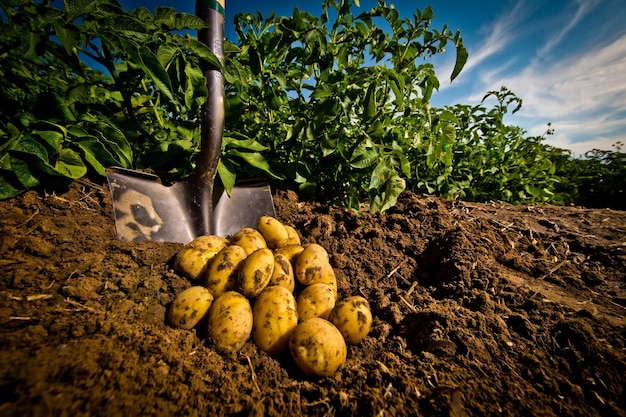 Gros plan de pommes de terre jaunes fraîchement cueillies dans un champ de l'Idaho