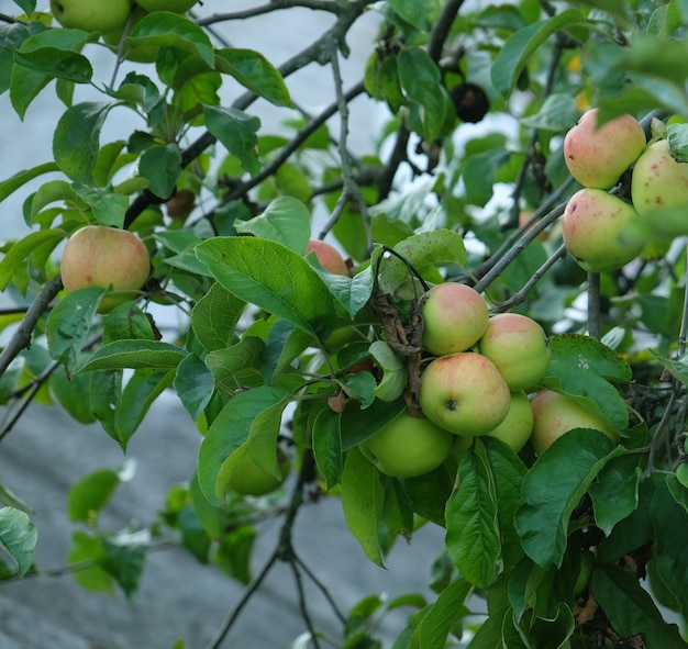 Gros plan de pommes vertes, détail de branche d'arbre