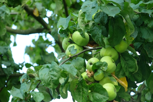 Gros plan de pommes vertes, détail de branche d'arbre