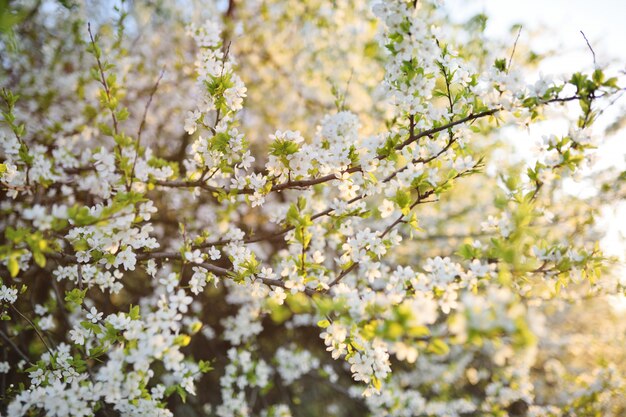 Gros plan de pommier en fleurs blanches. Le concept du printemps