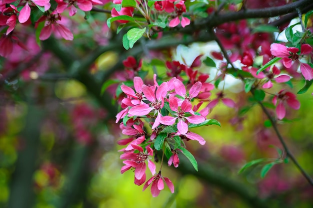 gros plan de pommier paradis en fleurs