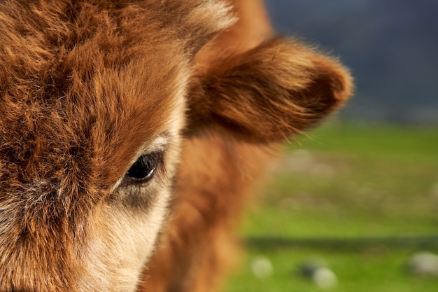 Gros plan d'un porteur d'une vache hirsute.