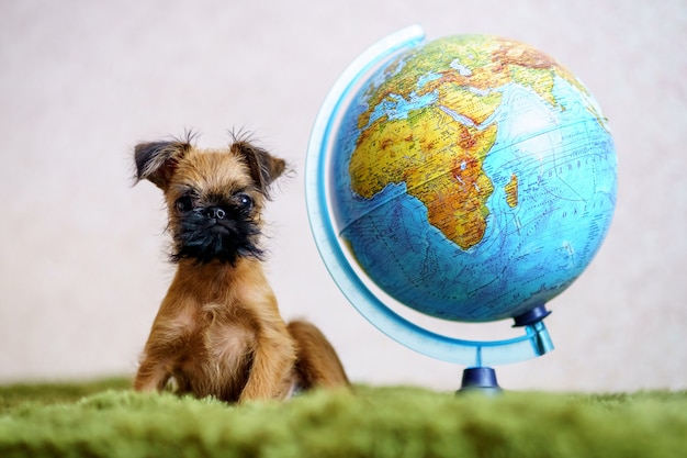 Un gros plan portrait d'un adorable chiot griffon adorable avec de grands yeux curieux assis sur un lit sur un plaid vert avec globe