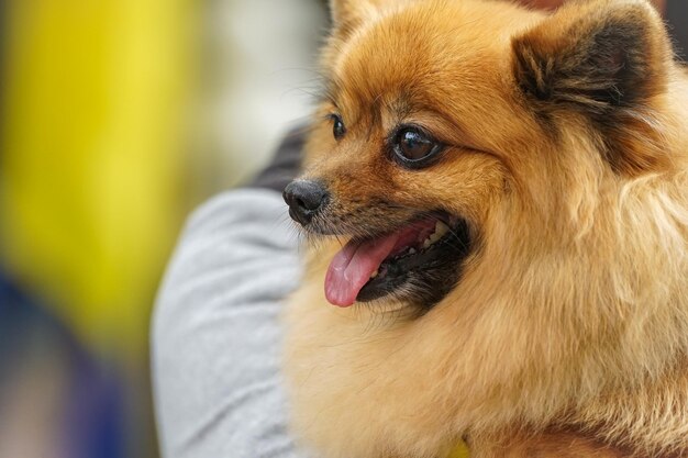 Gros plan sur le portrait d'adorables chiots poméraniens souriants tête visage nez bouche et langue