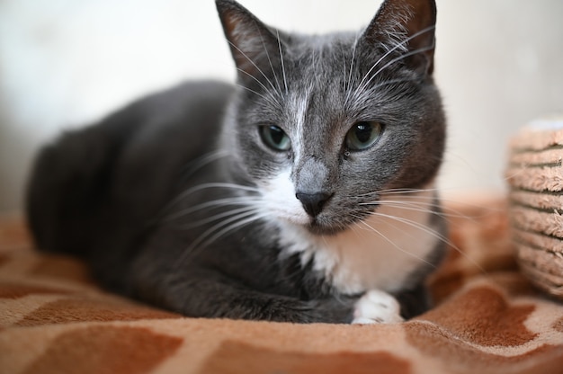 Gros plan le portrait de beau chat couché gris et blanc aux yeux verts