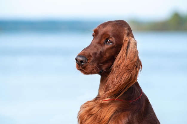 Gros plan portrait de la belle jeune setter rouge irlandais de race pure sur un fond de sur la plage au bord de la mer par une journée ensoleillée