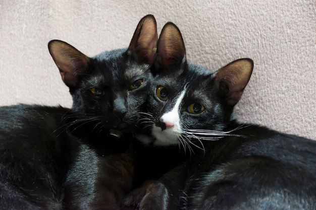 Gros plan portrait chaton noir étreignant