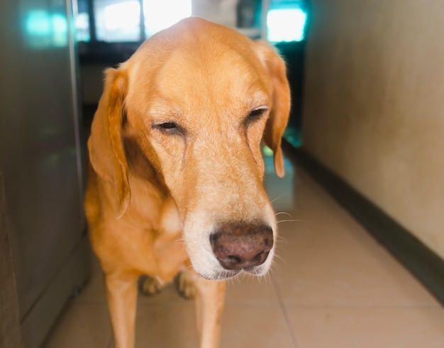 Gros plan, portrait, de, chien endormi