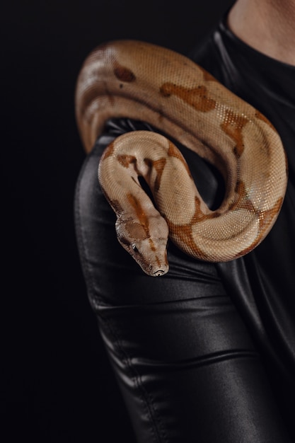 Gros plan le portrait d'une femme sexy avec un serpent en tenue de latex