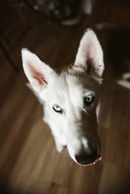 Gros plan sur le portrait de Husky sibérien en levant