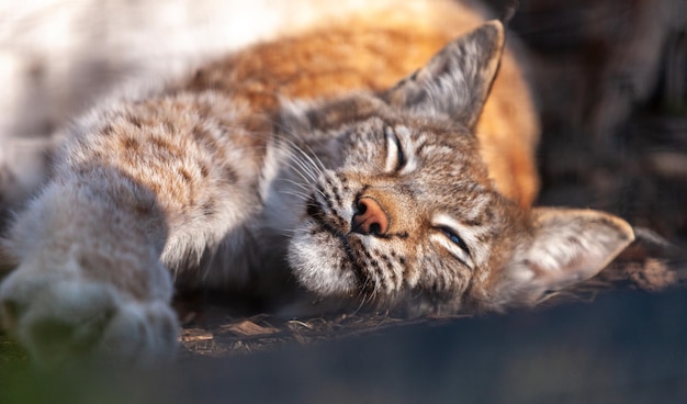 Gros plan portrait jeune chat sauvage Lynx Lynx lynx Bobcat