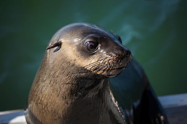 Gros plan Portrait d'un phoque à fourrure à Walvis Bay en Namibie