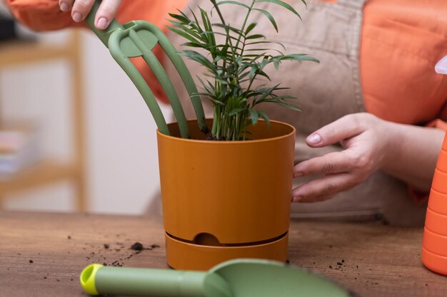 Photo gros plan sur un pot de fleur orange avec une chamedorea récemment rempotée pour fertiliser le sol et utiliser un râteau