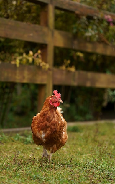 Gros plan de poulet sur l'herbe verte