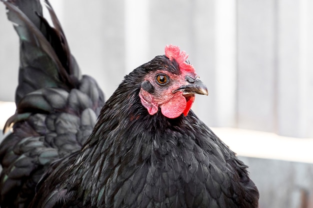 Gros plan de poulet noir dans une vue de profil