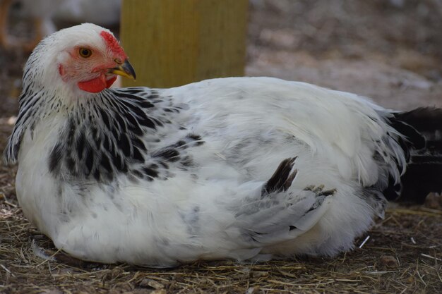 Photo un gros plan d'un poulet