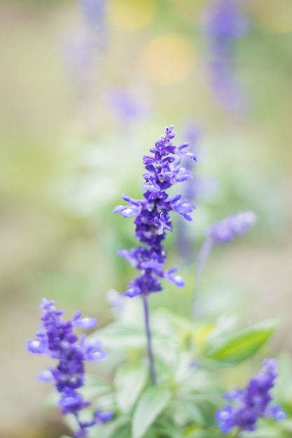 gros plan de pourpre de fleurs, concept pour le fond