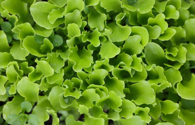 gros plan de pousses de feuilles de laitue verte fraîche poussant sur un lit de jardin potager