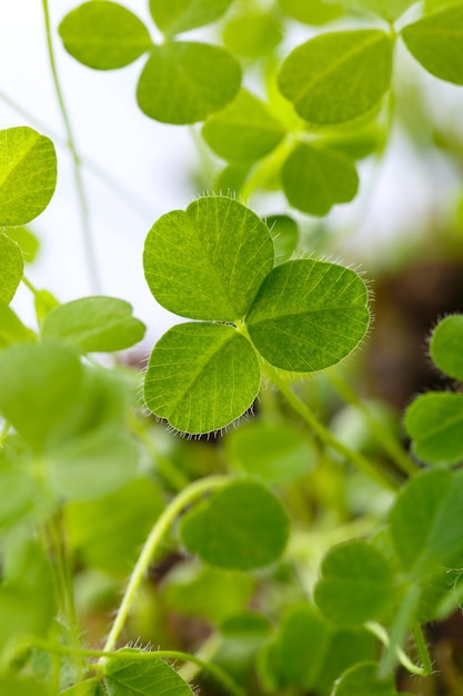 Gros plan de pousses fraîches de trèfle d'herbe. Le symbole de la fête de la Saint-Patrick