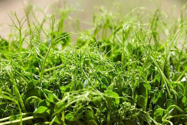 Photo gros plan de pousses de micropousses de pois de plus en plus