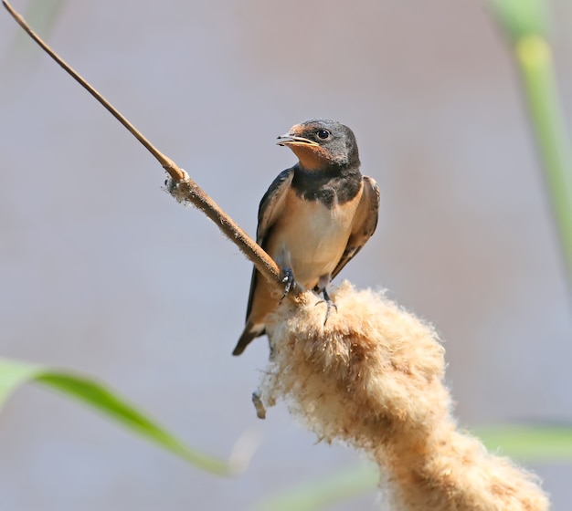 Gros Plan D'un Poussin Hirondelle Rustique Est Assis Sur Une Branche