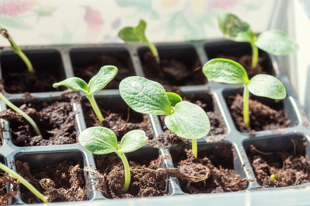 Gros plan sur les premières feuilles de semis de courgettes en pots