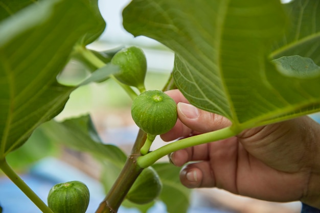 Photo gros plan en prenant soin des fruits sur le figuier