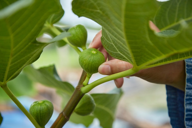 Gros plan en prenant soin des fruits sur le figuier