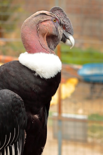 Gros plan sur le profil d'oiseau condor andin