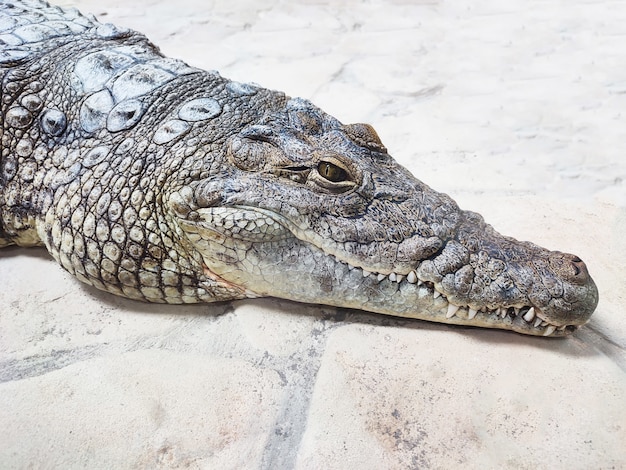 Gros plan de profil de tête de caïman alligator ou crocodile