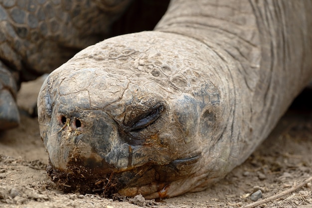 Gros plan sur le profil de la tortue des Galapagos