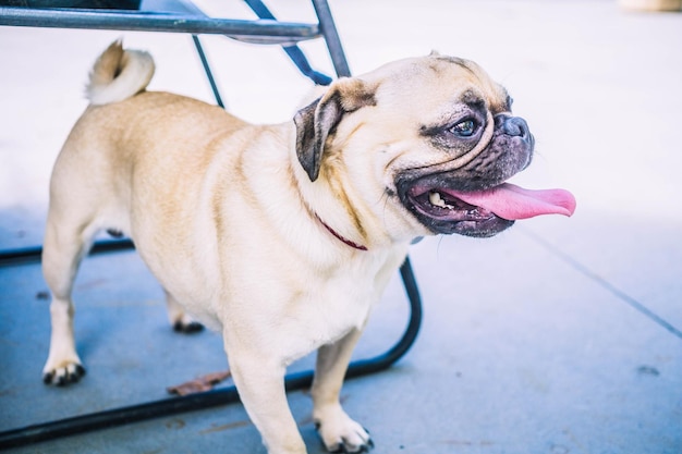 Un gros plan d'un pug qui sort sa langue