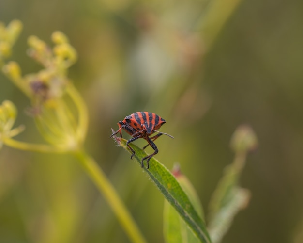 Gros plan d'une punaise rayée rouge et noire