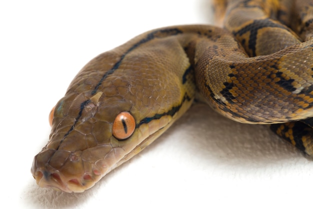 Gros plan de python réticulé