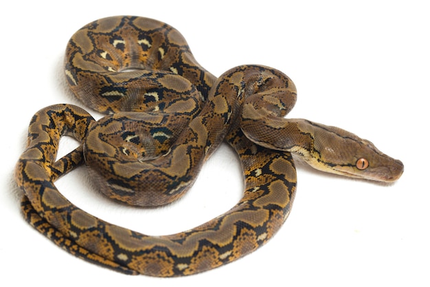 Gros plan de python réticulé