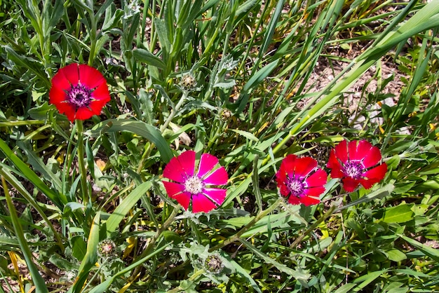 Un gros plan de quatre fleurs d'amour