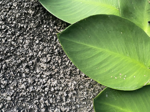 Un gros plan de quelques feuilles sur une surface avec de la terre et quelques autres plantes.